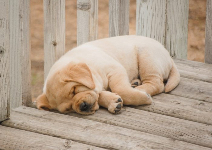 狗皮膚變黑原因