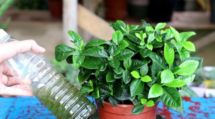 梔子花肥料選擇