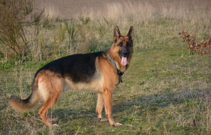 胰臟炎狗食譜 胰臟炎狗食譜