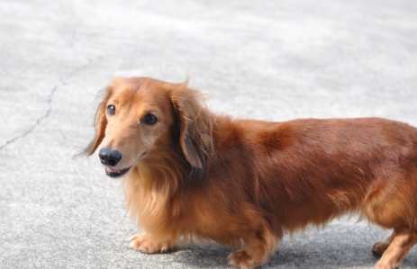 如何延長狗壽命 如何延長狗壽命