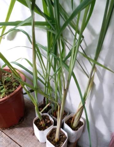 狗食香茅好處 狗食香茅好處