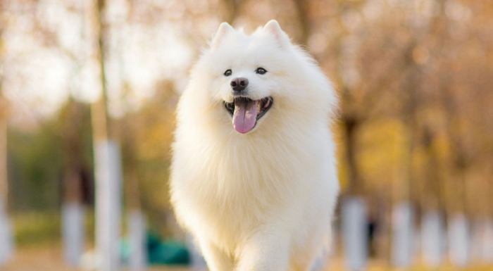 胰臟炎狗食譜 胰臟炎狗食譜