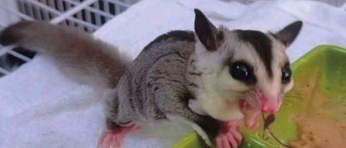 蜜袋鼯飲食 蜜袋鼯飲食