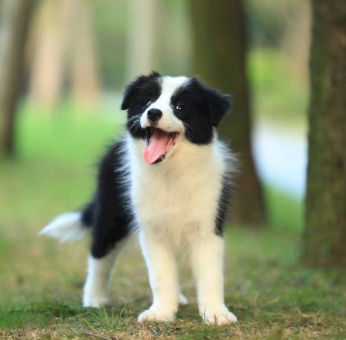 狗狗肺積水症狀