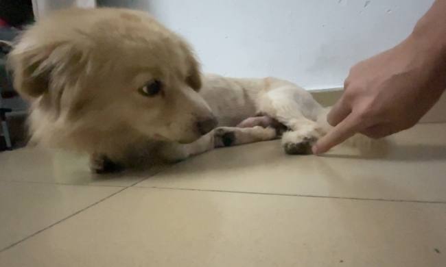 狗狗血便原因 狗狗血便原因