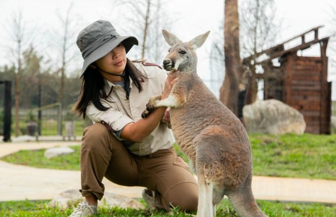 袋鼠觀光體驗 袋鼠觀光體驗