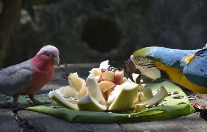 鸚鵡可以吃的水果列表