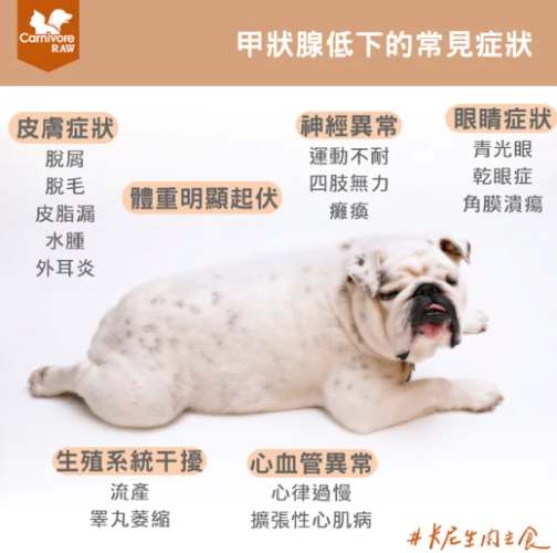 狗狗腎臟病