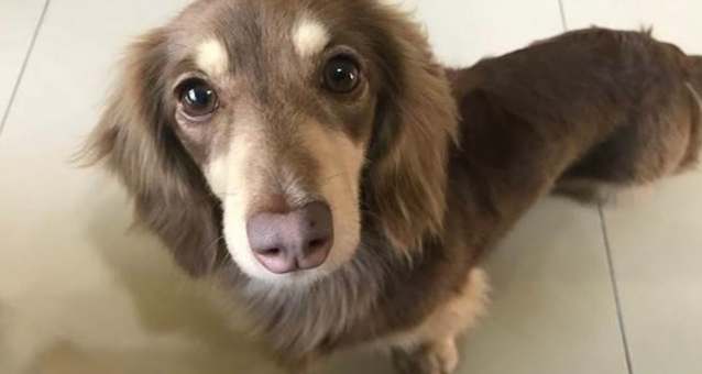 臘腸狗智力 臘腸狗智力