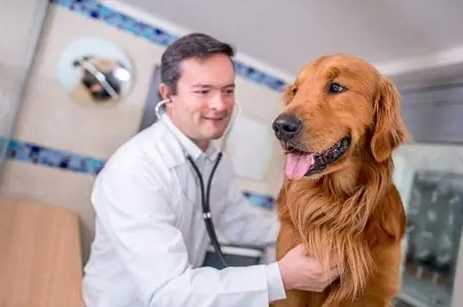 幼犬呼吸急促原因