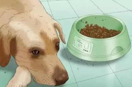 狗嘔吐物健康風險 狗嘔吐物健康風險