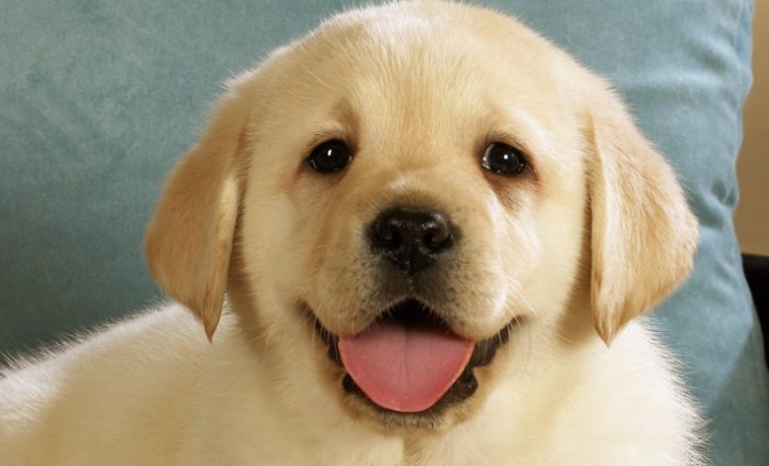 狗狗血便處理 狗狗血便處理