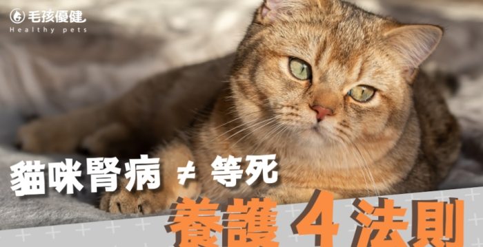 貓腎衰竭二期 貓腎衰竭二期