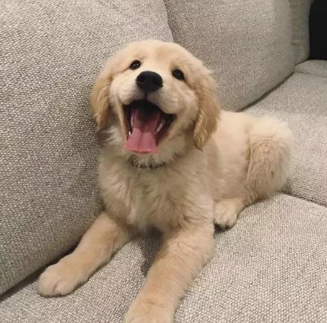 狗狗血便處理 狗狗血便處理