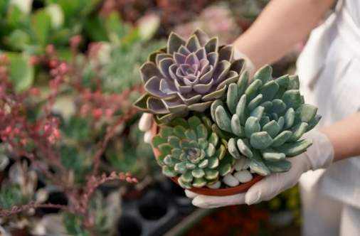 多肉植物食用方法