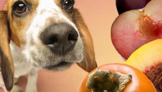 狗可以吃李子嗎