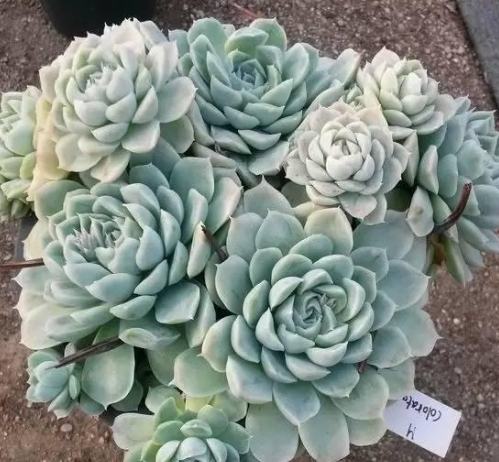 多肉植物澆水方法