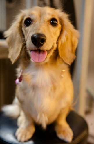 長毛臘腸狗護理 長毛臘腸狗護理