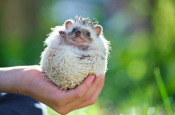 刺蝟飼養注意事項