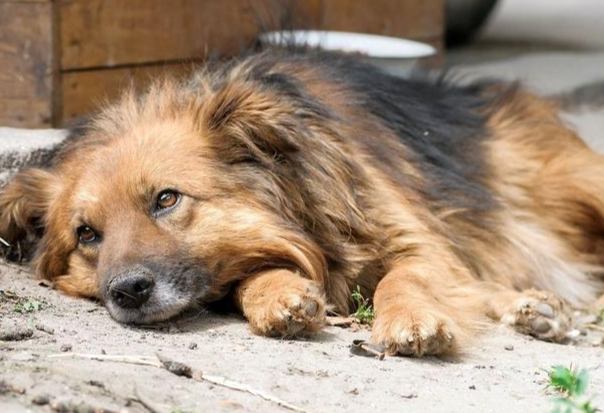 狗狗膽汁症狀 狗狗膽汁症狀