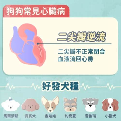 心臟病狗用藥