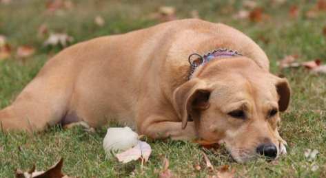 腎衰竭第三期症狀