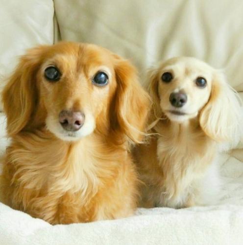 長毛臘腸狗護理 長毛臘腸狗護理