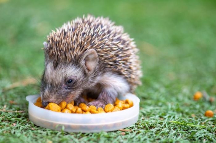 刺蝟飼養注意事項