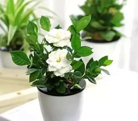 梔子花養護技巧