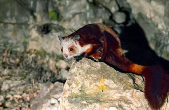 飛鼠餵食 飛鼠餵食