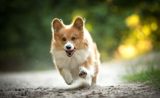 狗狗腎衰竭飲食