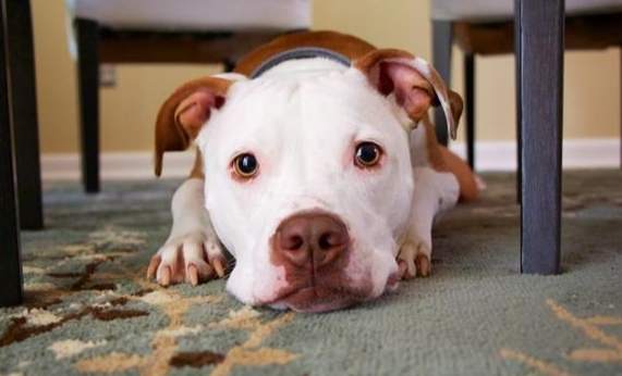 狗狗脂肪瘤治療 狗狗脂肪瘤治療