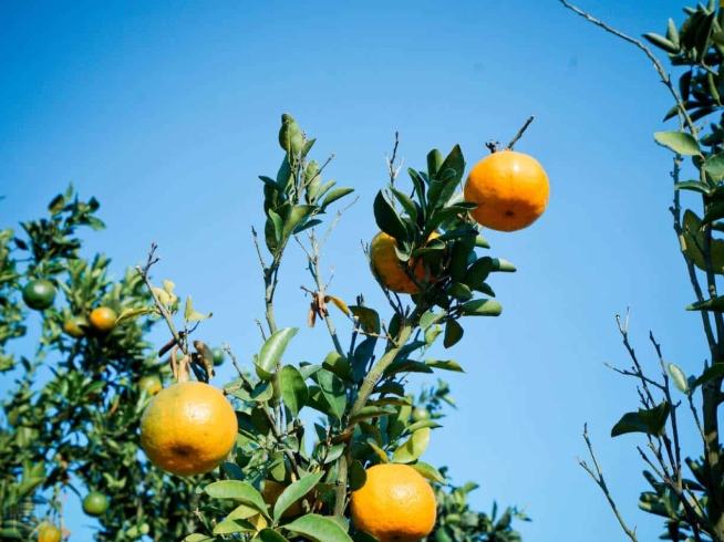 卓蘭果園推薦 卓蘭果園推薦