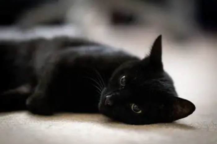 黑色虎斑貓繁殖