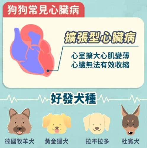 狗心臟病症狀