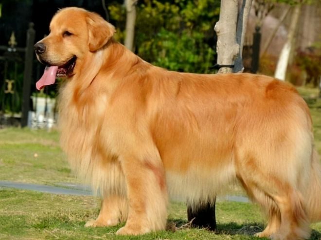 金毛犬平均壽命