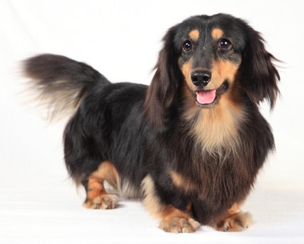 臘腸狗飼養指南 臘腸狗飼養指南