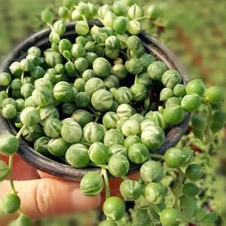 食用多肉植物種類