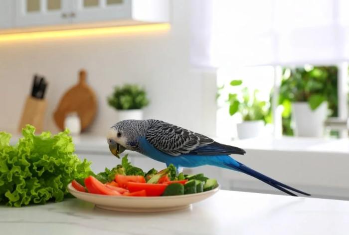 鸚鵡飲食指南