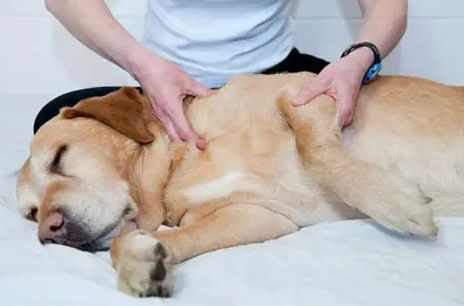 狗狗關節炎徵兆