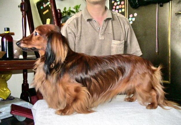 長毛臘腸狗聰明嗎 長毛臘腸狗聰明嗎