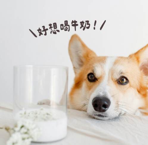 狗喝牛奶安全嗎 狗喝牛奶安全嗎