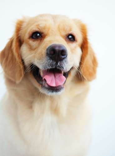 狗狗認知功能障礙 狗狗認知功能障礙