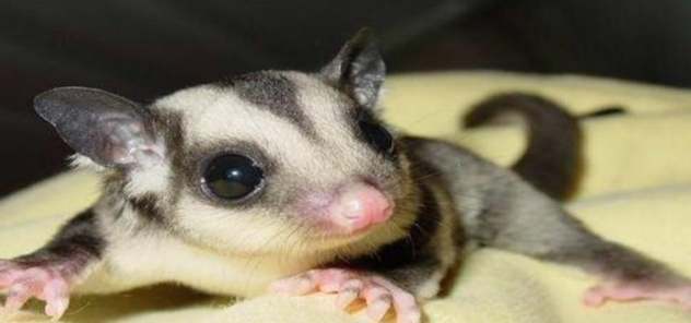 蜜袋鼯餵食方法