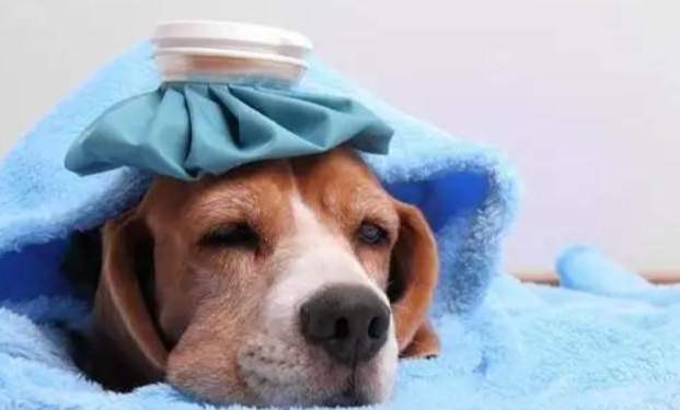 狗狗感冒治療 狗狗感冒治療