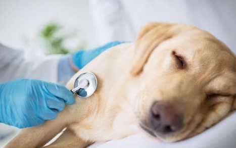 狗狗腎衰竭治療