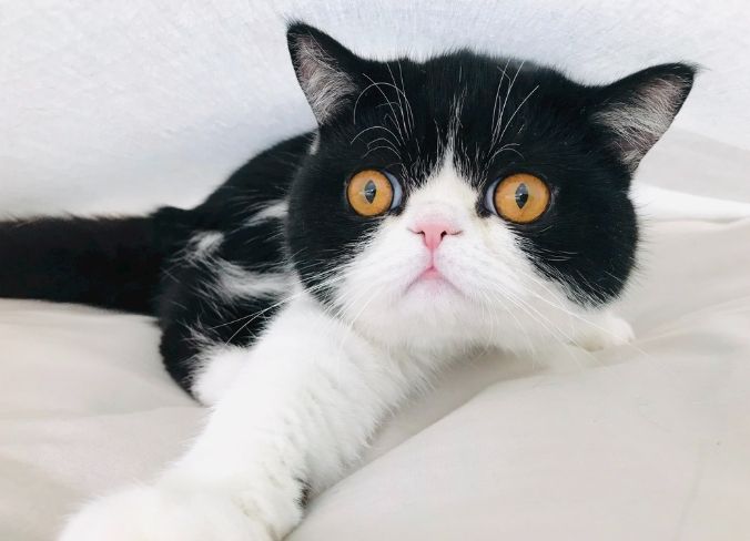 心絲蟲預防方法