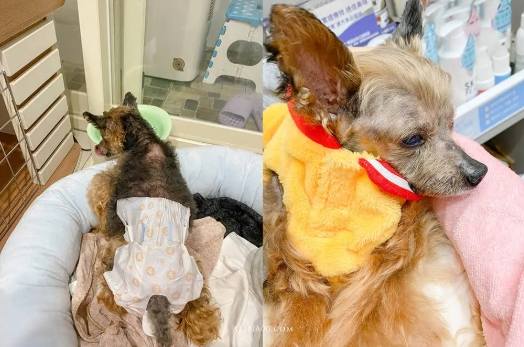 狗狗腎衰竭症狀