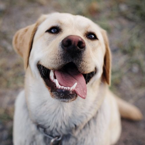 狗狗掉毛皮膚黑