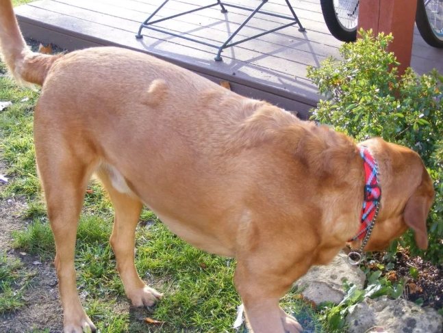 狗狗脂肪瘤症狀 狗狗脂肪瘤症狀